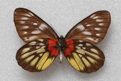 Delias pasithoe parthenope