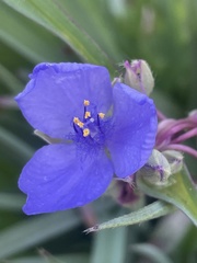 Tradescantia ohiensis