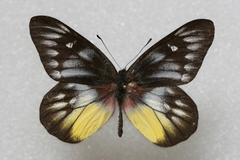 Delias pasithoe