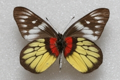 Delias pasithoe
