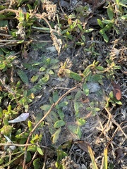 Richardia grandiflora