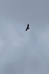 Buteo buteo