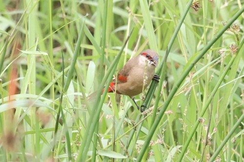 Crimson-rumped Waxbill (Estrilda rhodopyga), photo 6