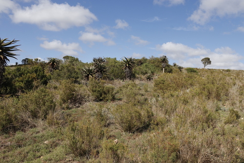 Aloe ferox