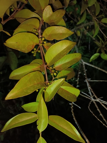 Image of Macrosolen cochinchinensis by (c) Samuel Lee, some rights reserved (CC BY)