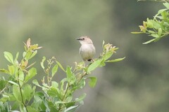 Cisticola natalensis