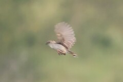 Cisticola natalensis