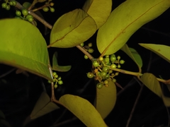 Macrosolen cochinchinensis