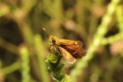Taractrocera papyria agraulia