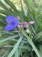 Tradescantia ohiensis