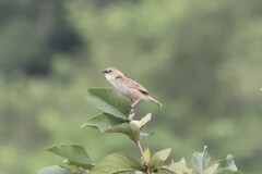Cisticola natalensis