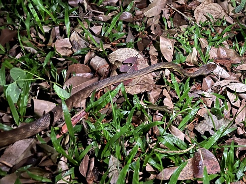 Brown Tree Snake sighting