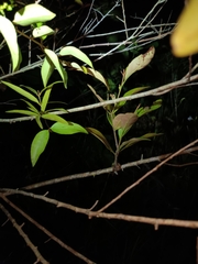 Macrosolen cochinchinensis