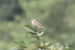 Cisticola natalensis
