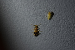 Stricticomus