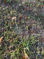 Richardia grandiflora