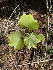 Vernicia fordii