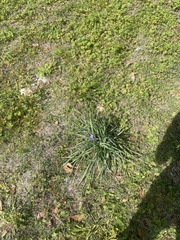 Tradescantia ohiensis