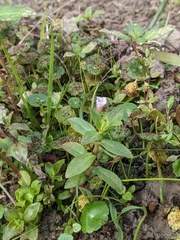 Limnophila aromatica