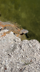 Iguana iguana