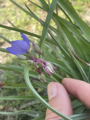 Tradescantia ohiensis