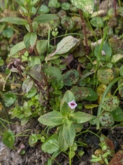Limnophila aromatica