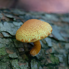 Pleuroflammula tuberculosa