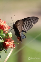 Papilio protenor