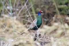 Phasianus versicolor robustipes