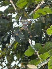Argiope aetherea