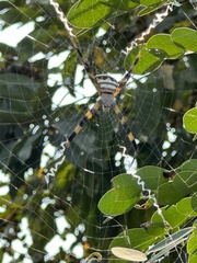 Argiope aetherea