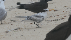 Thalasseus bengalensis