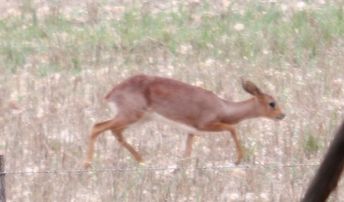 Steenbok