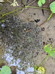 Rana longicrus