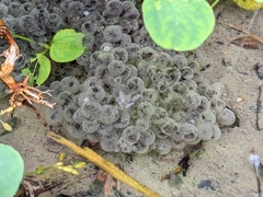 Rana longicrus