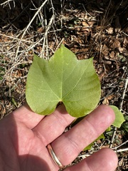 Vernicia fordii