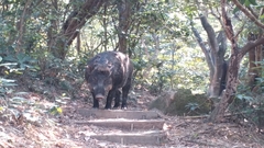 Sus scrofa moupinensis