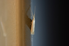 Coleophora