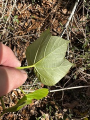 Vernicia fordii