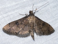 Nacoleia charesalis