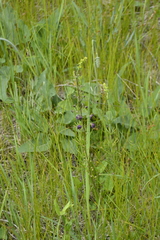 Verbascum phoeniceum