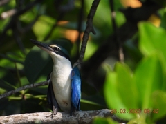 Todiramphus chloris davisoni