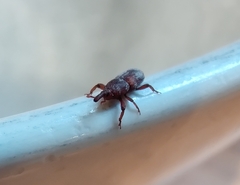Sitophilus
