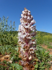 Orobanche crenata