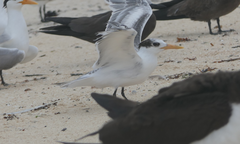 Thalasseus bengalensis