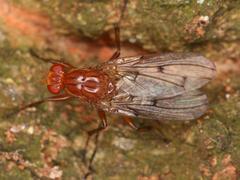 Diptera