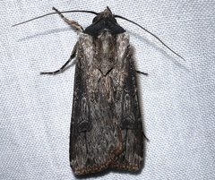 Agrotis