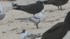 Thalasseus bengalensis