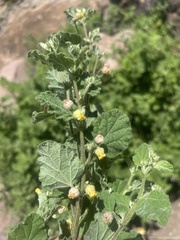 Hermannia floribunda