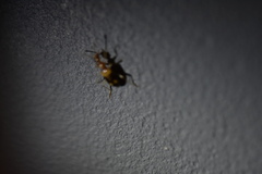Stricticomus